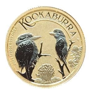 GOLD KOOKABURRA